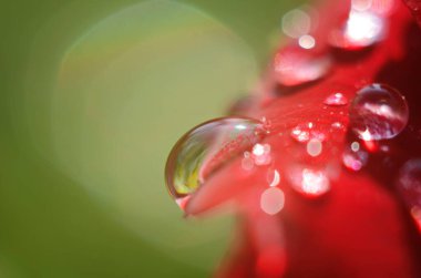 Koyu, yansıtıcı yüzeydeki kırmızı bir gülün ayrıntıları. Yaprakların damlaları var..