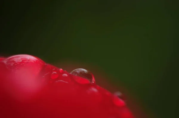 Egy Vörös Rózsa Részlete Egy Sötét Tükröződő Felületen Szirmok Cseppek — Stock Fotó