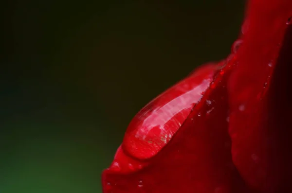 Detail Red Rose Dark Reflective Surface Petals Have Droplets — Stock Photo, Image
