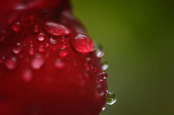 Dettaglio Una Rosa Rossa Una Superficie Scura Riflettente Petali Hanno — Foto Stock