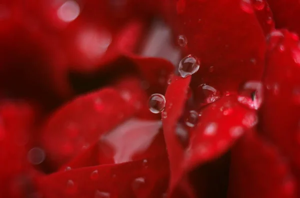红色玫瑰的细部在黑暗的 反射的表面上 花瓣上有水滴 — 图库照片