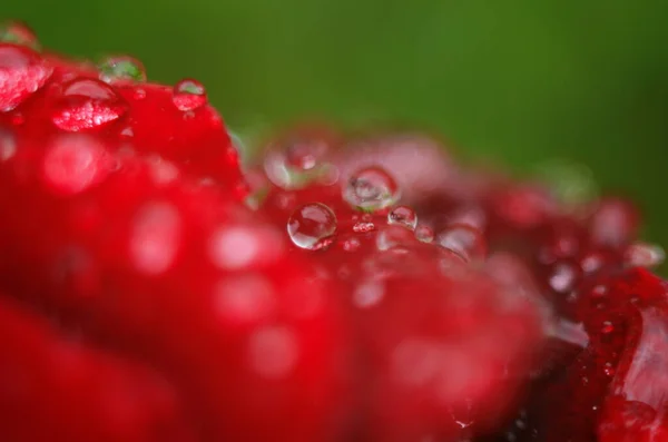 红色玫瑰的细部在黑暗的 反射的表面上 花瓣上有水滴 — 图库照片