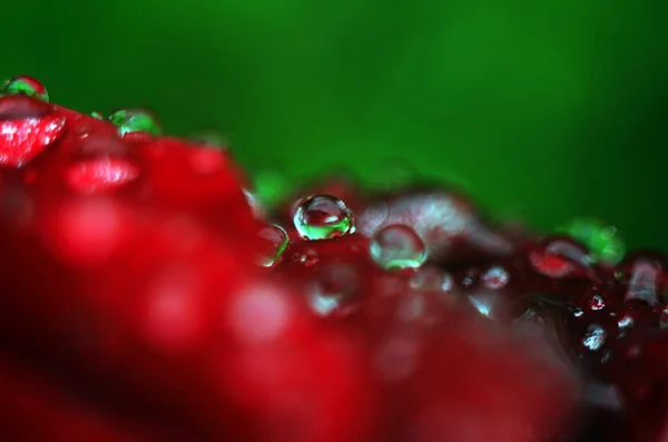 Dettaglio Una Rosa Rossa Una Superficie Scura Riflettente Petali Hanno — Foto Stock