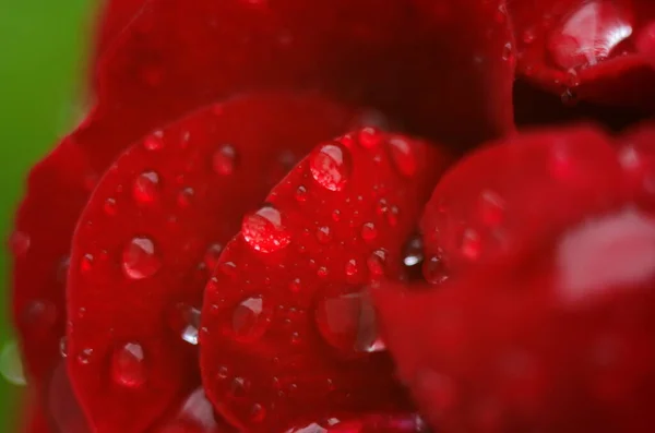 Detalle Una Rosa Roja Sobre Una Superficie Oscura Reflectante Los —  Fotos de Stock