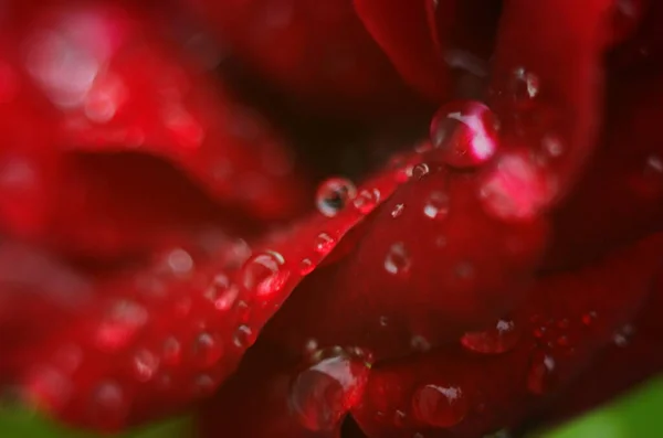 红色玫瑰的细部在黑暗的 反射的表面上 花瓣上有水滴 — 图库照片