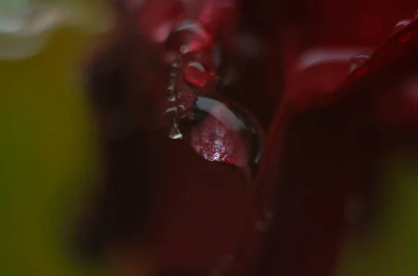 Egy Vörös Rózsa Részlete Egy Sötét Tükröződő Felületen Szirmok Cseppek — Stock Fotó