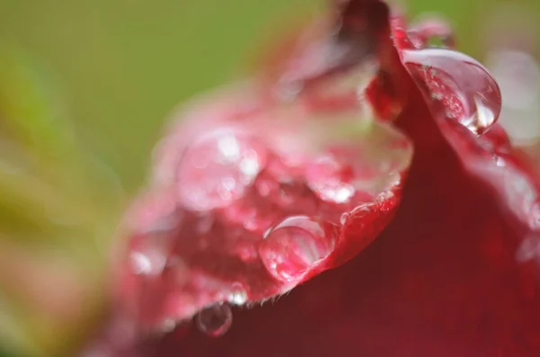 Dettaglio Una Rosa Rossa Una Superficie Scura Riflettente Petali Hanno — Foto Stock