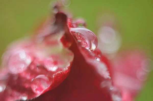 Detalle Una Rosa Roja Sobre Una Superficie Oscura Reflectante Los —  Fotos de Stock