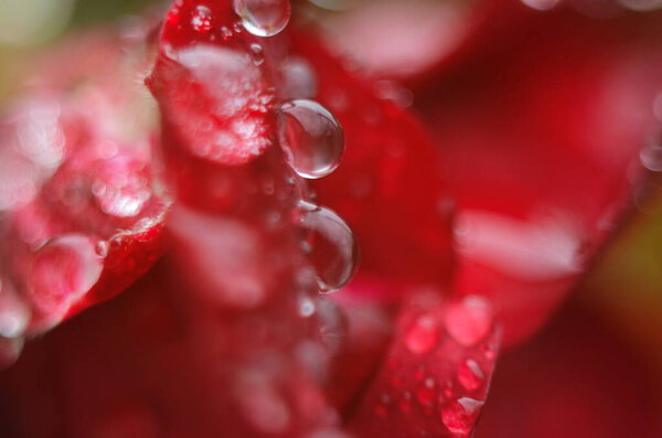 Detail of a red rose on a dark, reflective surface. The petals have droplets.