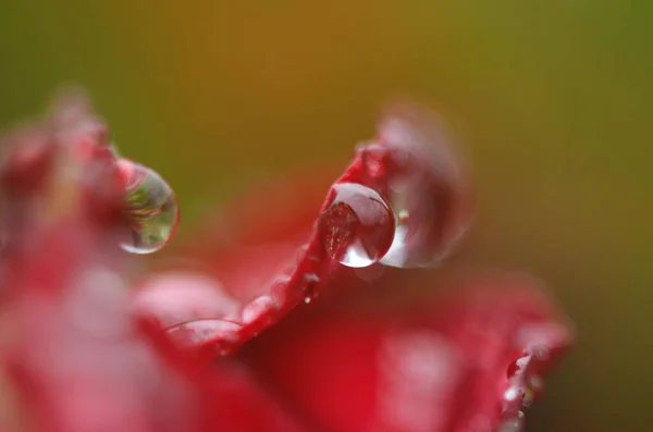 Dettaglio Una Rosa Rossa Una Superficie Scura Riflettente Petali Hanno — Foto Stock