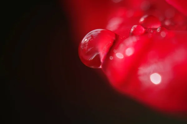 Detalle Una Rosa Roja Sobre Una Superficie Oscura Reflectante Los —  Fotos de Stock