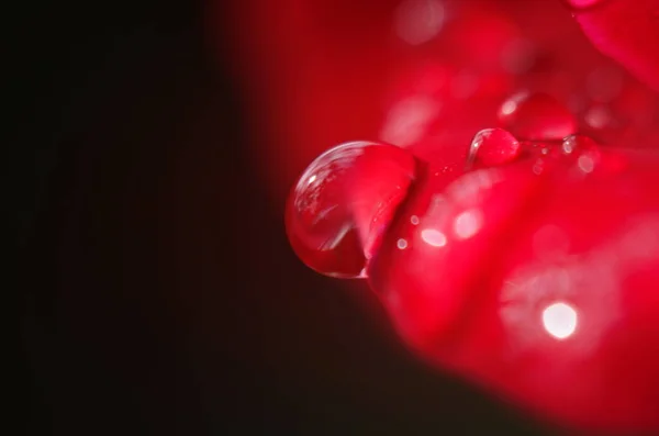 Detalle Una Rosa Roja Sobre Una Superficie Oscura Reflectante Los —  Fotos de Stock