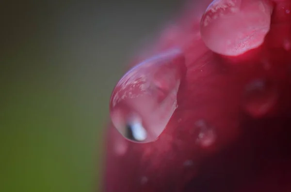 Detalle Una Rosa Roja Sobre Una Superficie Oscura Reflectante Los —  Fotos de Stock