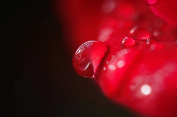 红色玫瑰的细部在黑暗的 反射的表面上 花瓣上有水滴 — 图库照片