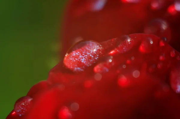 红色玫瑰的细部在黑暗的 反射的表面上 花瓣上有水滴 — 图库照片