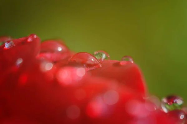 红色玫瑰的细部在黑暗的 反射的表面上 花瓣上有水滴 — 图库照片