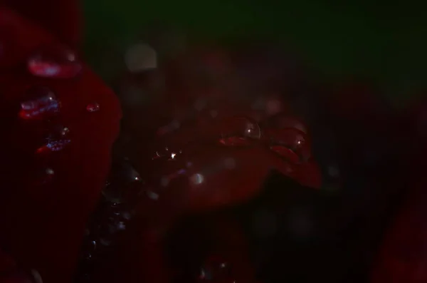 Λεπτομέρεια Ενός Κόκκινου Τριαντάφυλλου Μια Σκοτεινή Ανακλαστική Επιφάνεια Πέταλα Έχουν — Φωτογραφία Αρχείου