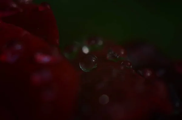 Detalhe Uma Rosa Vermelha Uma Superfície Escura Reflexiva Pétalas Têm — Fotografia de Stock