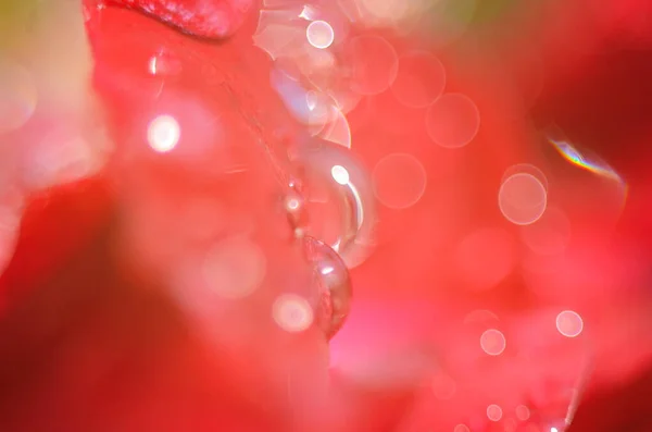 Detail Rudé Růže Tmavém Reflexním Povrchu Květní Lístky Mají Kapky — Stock fotografie