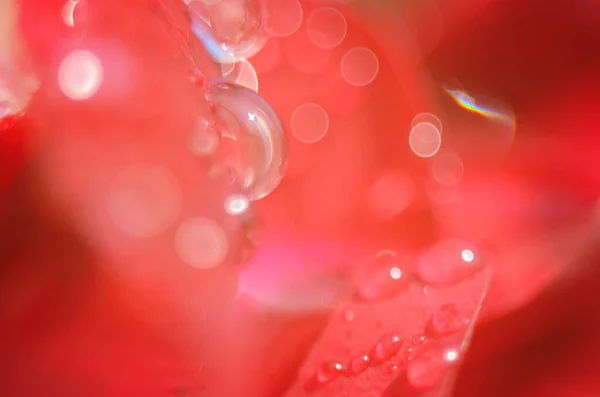 Detalle Una Rosa Roja Sobre Una Superficie Oscura Reflectante Los —  Fotos de Stock