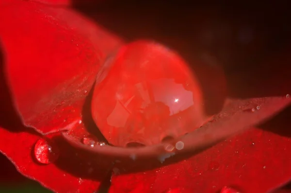 Detail Einer Roten Rose Auf Einer Dunklen Reflektierenden Oberfläche Die — Stockfoto