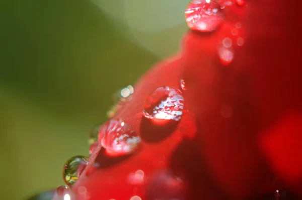 Деталь Красной Розы Темной Отражающей Поверхности Лепестков Капли — стоковое фото