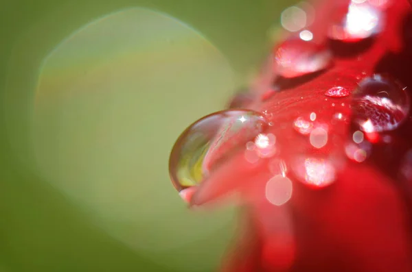 Detalle Una Rosa Roja Sobre Una Superficie Oscura Reflectante Los —  Fotos de Stock