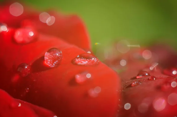 Dettaglio Una Rosa Rossa Una Superficie Scura Riflettente Petali Hanno — Foto Stock