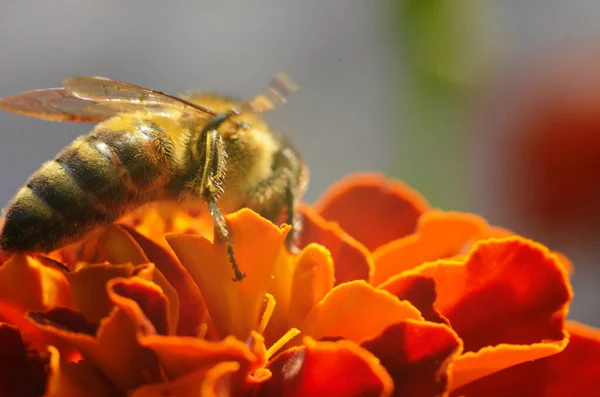 stock image photo of a beautiful bee and flowers a sunny day.