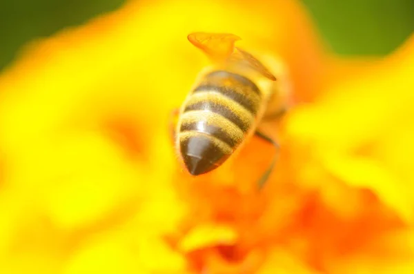 美丽蜜蜂的照片和阳光灿烂的一天的花朵 — 图库照片