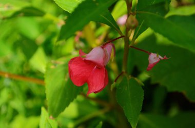 Bahçe Balsam 'ı, Bahçede sabırsız Balsamina Linn çiçeği