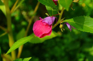 Bahçe Balsam 'ı, Bahçede sabırsız Balsamina Linn çiçeği