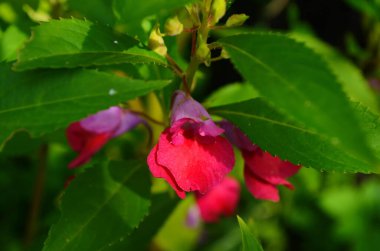 Bahçe Balsam 'ı, Bahçede sabırsız Balsamina Linn çiçeği