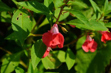 Bahçe Balsam 'ı, Bahçede sabırsız Balsamina Linn çiçeği