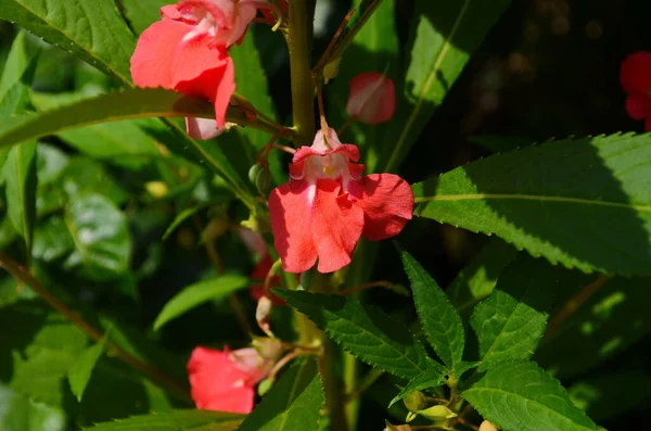 Κήπος Balsam Impatiens Balsamina Linn Λουλούδι Στον Κήπο — Φωτογραφία Αρχείου