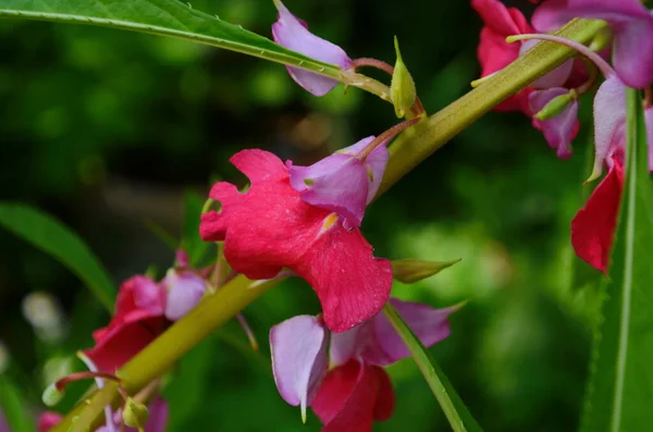 Bahçe Balsam Bahçede Sabırsız Balsamina Linn Çiçeği — Stok fotoğraf