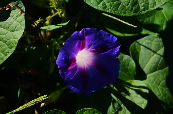 Kék Virág Loach Közel Napsütéses Nyári Napon — Stock Fotó