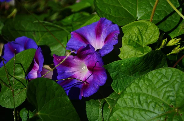 Blaue Schmerle Aus Nächster Nähe Sonniger Sommertag — Stockfoto