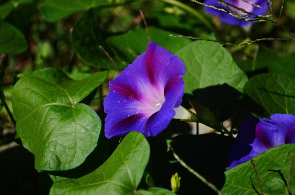 Flor Azul Loach Primer Plano Día Verano Soleado — Foto de Stock