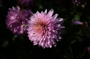 Yeşil üzerine pembe kasımpatı bitkisi. Kasımpatı çiçekleri arkaplan ya da tebrik kartı için dallanır. Pembe kasımpatı çiçeğinin ayrıntıları sonbaharda kapanır. Çiftlikte yaz pembe çiçekleri yetişiyor