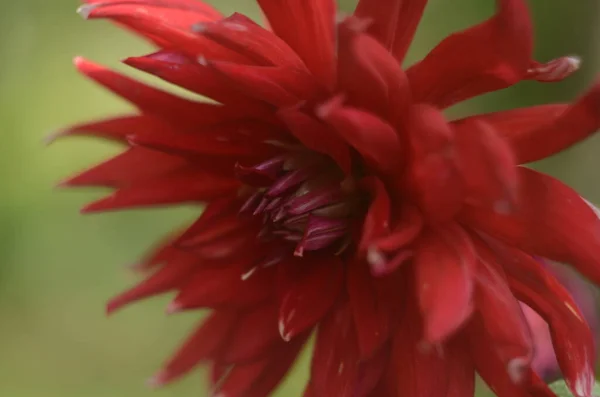 Canteiro Flor Uma Quantidade Considerável Flores Dálias Com Pétalas Vários — Fotografia de Stock