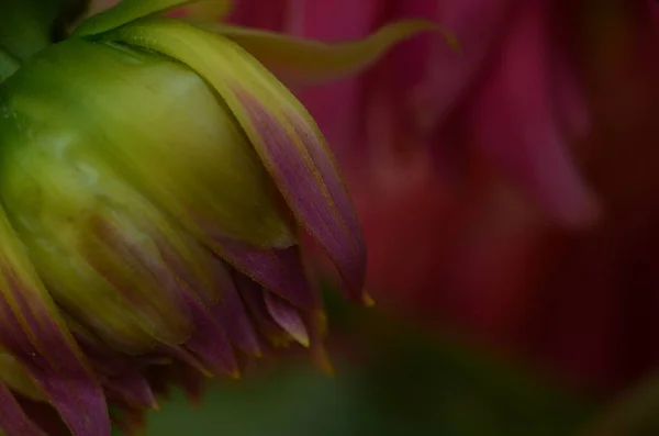 Flower Bed Considerable Quantity Flowers Dahlias Petals Various Tones Red — Stock Photo, Image