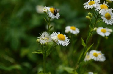 Papatya çiçekleri güneş ışığında geniş bir arkaplan oluşturuyor. Yaz Papatyaları. Çiçek açan tıbbi papatyalarla güzel bir doğa sahnesi. Papatya çiçeği arka planı Güzel çayır