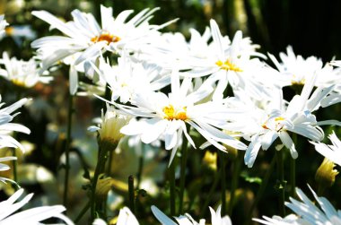 Papatya çiçekleri güneş ışığında geniş bir arkaplan oluşturuyor. Yaz Papatyaları. Çiçek açan tıbbi papatyalarla güzel bir doğa sahnesi. Papatya çiçeği arka planı Güzel çayır