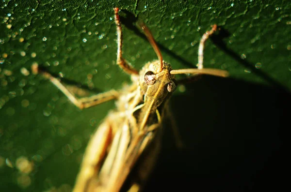 Une Image Sauterelles Macro Sauterelle — Photo