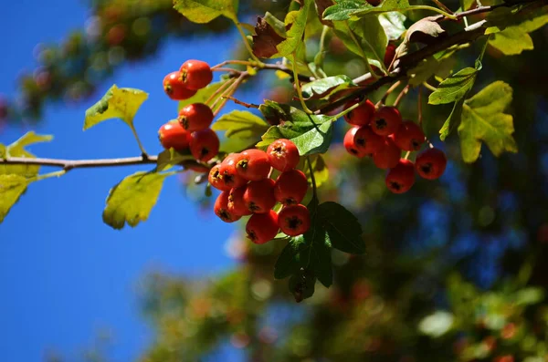 Rote Früchte Des Weißdorns Nahaufnahme Krataegus Gemeinhin Weißdorn Quickdorn Dornapfel — Stockfoto