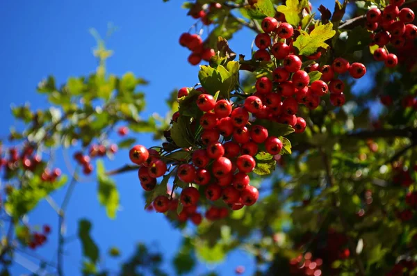 Rote Früchte Des Weißdorns Nahaufnahme Krataegus Gemeinhin Weißdorn Quickdorn Dornapfel — Stockfoto