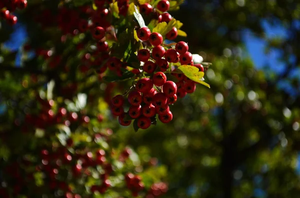 Red Fruit Hawthorn Close Crataegus Commonly Called Hawthorn Quickthorn Thornapple — Stock Photo, Image