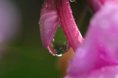 Su damlalı pembe çiçeğe yakın çekim. Makro fotoğraf.