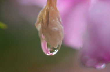 Su damlalı pembe çiçeğe yakın çekim. Makro fotoğraf.